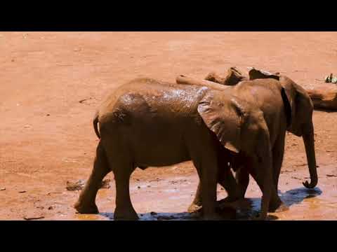 baby Elephant playing#short#viral#loving #animals