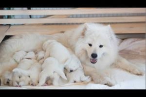 baby dogs2022|Cutest Puppies/New Bornbaby dogs in the World#puppies