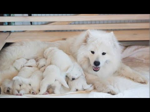 baby dogs2022|Cutest Puppies/New Bornbaby dogs in the World#puppies