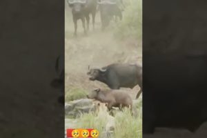 biggest animal fights | Animal fights | wild animal fights