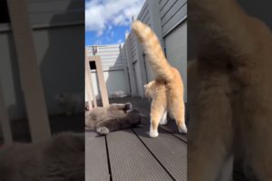 cat Playing 🐈🐈‍⬛🐾 #unique #funny #short #animals #cat #pet #meow #kitten #shorts