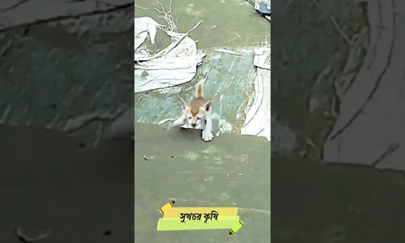 cat playing and jumping #pets #animals #short #sukhchor #cat #jump
