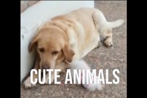 cute animals funny moments 13#shorts #viral