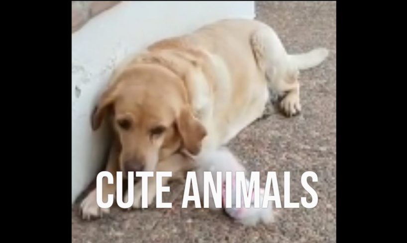 cute animals funny moments 13#shorts #viral