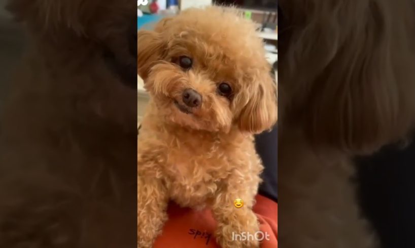 cute |cute animals |cutest puppy 🐶