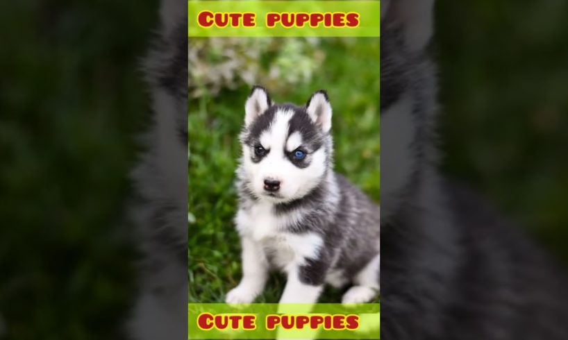 cute doggie | cute puppies | adorable puppies | #shorts #viralvideo  #shortsvideo