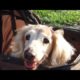 cute dogs | dogs playing | beautiful animals | pet animals |