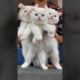 cute kitten (010) #cutecat #cats || UMR Animals World