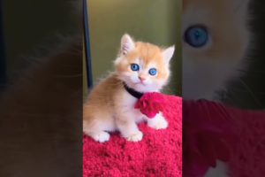 cute kitten (020) #cutecat #cats || UMR Animals World