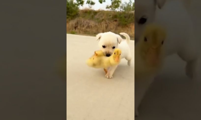 cutest puppies and chicken