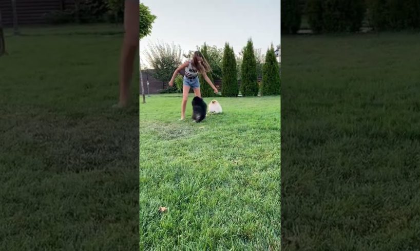 cutest puppies 🤗 playing