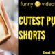 cutest puppies | puppies video | funny videos | funny pet videos |#shorts