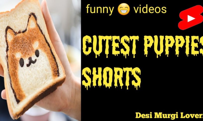 cutest puppies | puppies video | funny videos | funny pet videos |#shorts