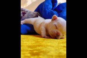 cutest puppies sleepy reaction & funny video @Forest Roaring #cutepuppies #catvsdog #cutebabyfunny