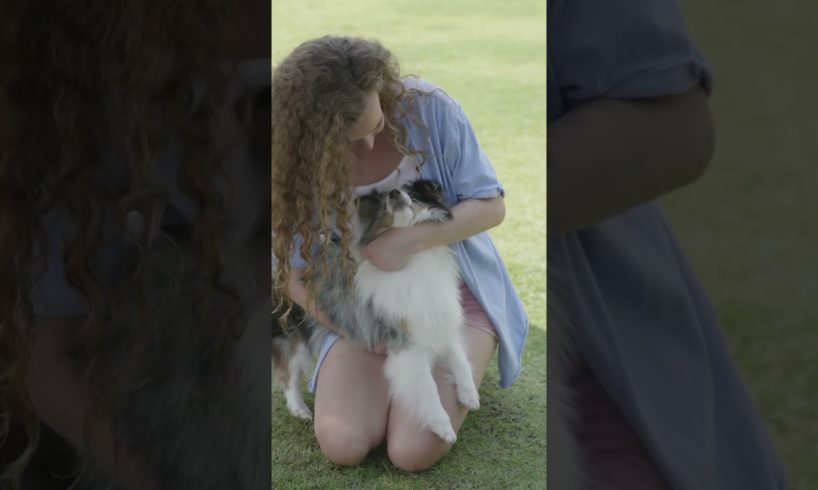 funny dog playing/funny dogs @animal world 2.0 #animal #animals #dog #funny