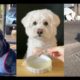 funny dogs compilation 😅😅🤣#123 (Dogs Doing Funny Things TikTok~Cutest Puppies TikTok Completion)😂😂😂