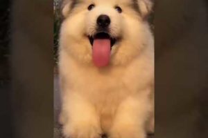 funny videos  the cutest puppies ever