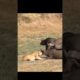 lioness hunting buffalo #shorts #short videos #lions videos #@wild animal world.