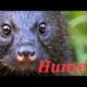 my mongoose playing in home/mongoose/pets/animals