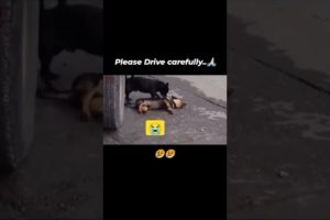 please 🙏save the animals 🐕🥺 #savetheanimals