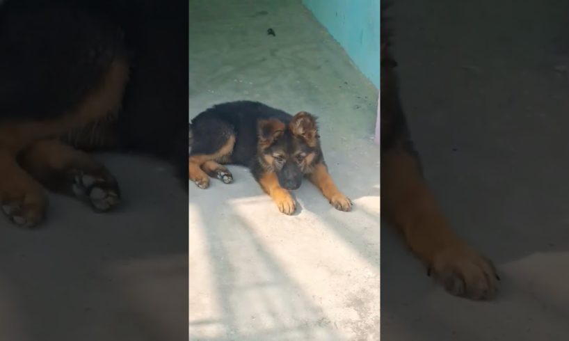 puppy playing..||#puppy #puppies #animals #dog #pets #shorts #germanshepherd #cat #gsd