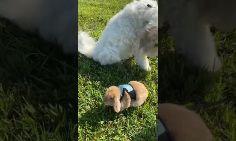 #shorts cutest puppies and bunny ever!!!