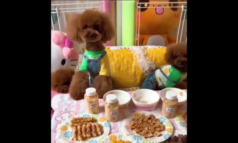 the cutest puppies in this = cachorro fofo .