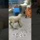 the sheep is playing with the dog#pet #fyp #viral #animals #funny #lol #fypシ #funnyvideos #foryou