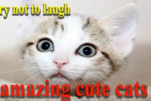 try not to laugh ... amazing cute cats