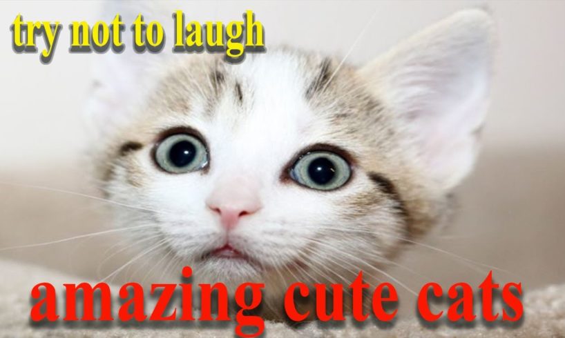 try not to laugh ... amazing cute cats