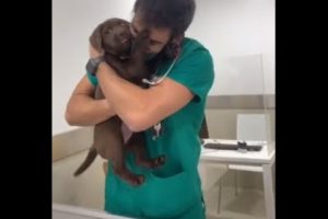 vet giving  vaccinations + treats 🤗, cute puppies