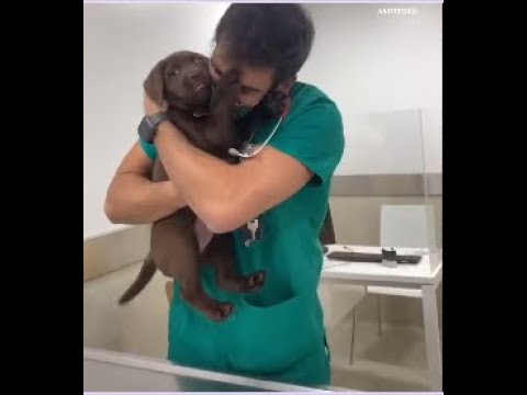 vet giving  vaccinations + treats 🤗, cute puppies