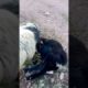 wildlife, wildlife world, #viral #funny, #funny, #boxing, #interesting, #animals, #animal, #fights