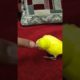 yellow buddies baby finger playing 😇🥰#shorts #buddies #viral #trending #tiktok #lovebird #animals