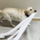 ¡Perro astuto rompe papel higiénico y culpa a su hermana mayor! | El Dodo