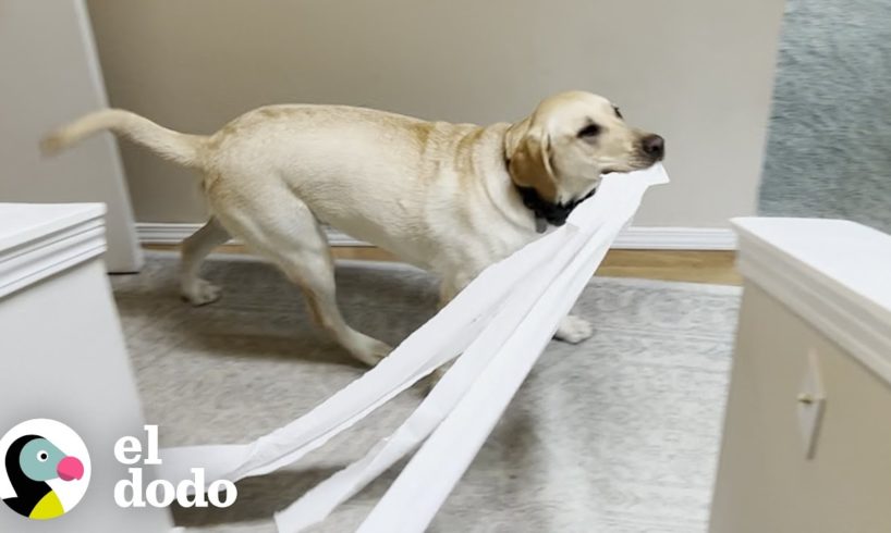 ¡Perro astuto rompe papel higiénico y culpa a su hermana mayor! | El Dodo