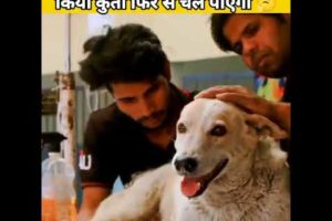 आखिर क्या हुआ इस कुत्ते को 🥺 | Emotional Videos 😭 | Dog Rescue team #shorts #dekhyakite #facts