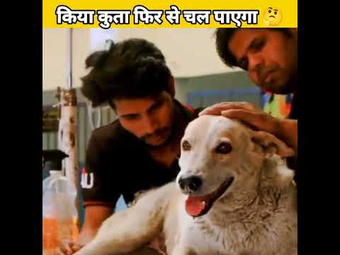 आखिर क्या हुआ इस कुत्ते को 🥺 | Emotional Videos 😭 | Dog Rescue team #shorts #dekhyakite #facts