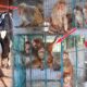 इतना मुश्किल होता है बन्दरों को रेस्क्यू करना Badaun Animal Rescue Team Shelter  Part 2