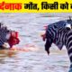 इतनी दर्दनाक मौत के देखने वालो के होश उड़ गए || Animal Fight Videos #animal #wildlife #hunting