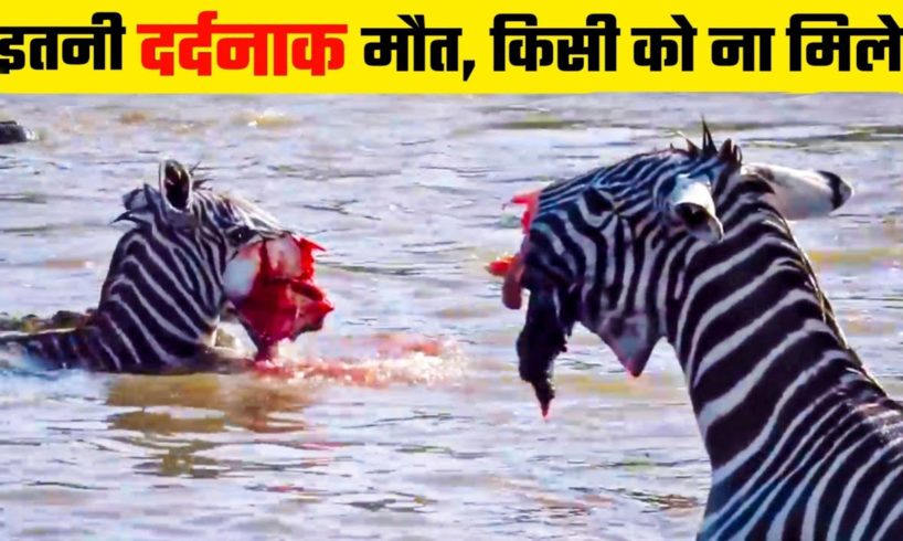 इतनी दर्दनाक मौत के देखने वालो के होश उड़ गए || Animal Fight Videos #animal #wildlife #hunting