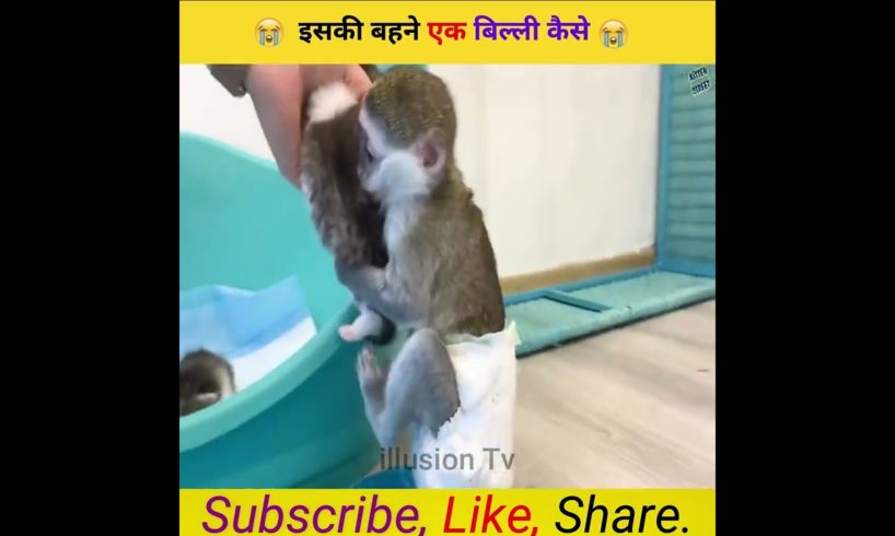इस बंदर बहने बिल्लियाँ कैसे ? 😭 #shorts #shorts #trending #viralvideo