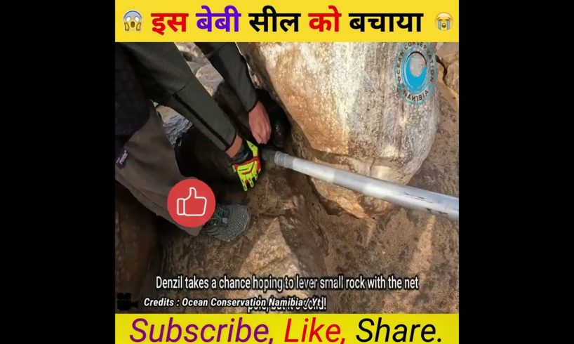 इस  बेबी सील को बचाया 😰#shorts #viral #viralvideo #trending