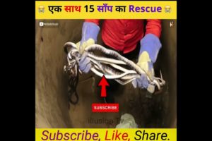 एक साथ 15 साँप का Rescue 😨 #shorts #viralvideo #trending #viral