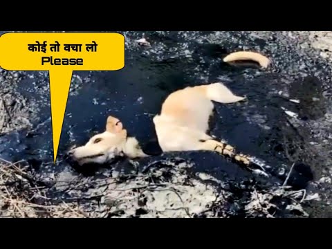 कुत्ता 🐕‍🦺 तारकाॅल मे कैसे फसा dog rescue operation #dog #rescue #humanity