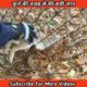 कुत्ते की वजह से बची जान ।। Rabbit Rescue Video ।। #shorts #humanity #rescue