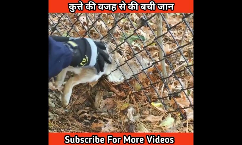 कुत्ते की वजह से बची जान ।। Rabbit Rescue Video ।। #shorts #humanity #rescue