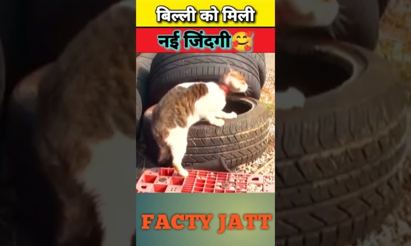कैसे बची बिल्ली की जान | #shorts #cat @FACTY JATT