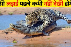 जंगली जानवरों की खतरनाक लड़ाइयाँ | Craziest Fights of Wild Animals | Animal Fights in Hindi | Animals