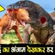 जब जंगली जानवरों की मुलाक़ात इन छिपकलियों से हुई - When Animals fights Komodo Dragons